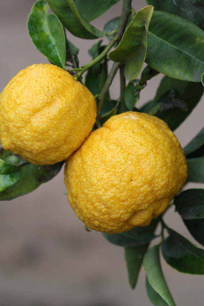            Fruit (Riverside, CA)   